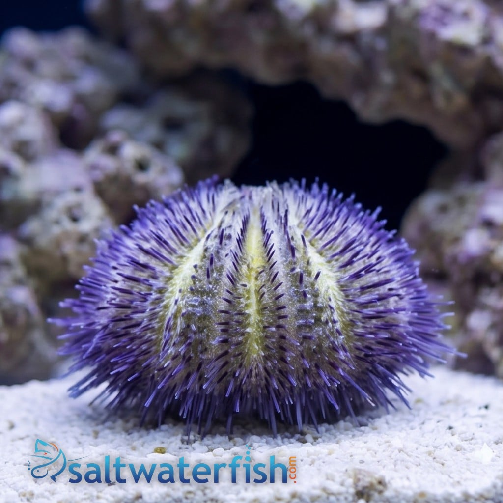 Hairy Pincushion Urchin: Purple - Red Sea