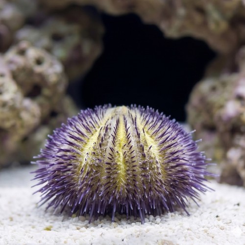 Hairy Pincushion Urchin: Purple - Red Sea