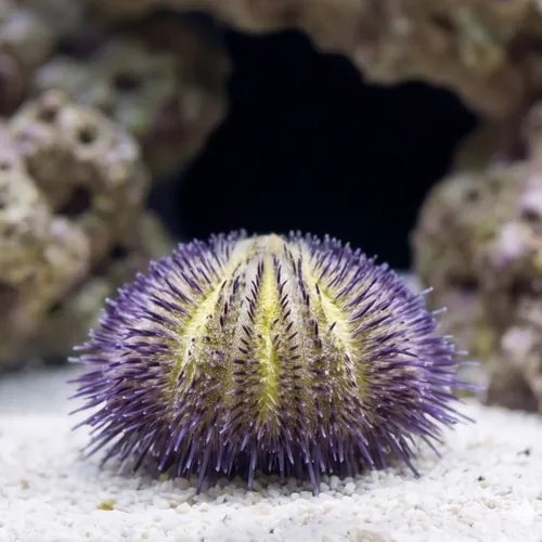 Hairy Pincushion Urchin: Purple - Red Sea