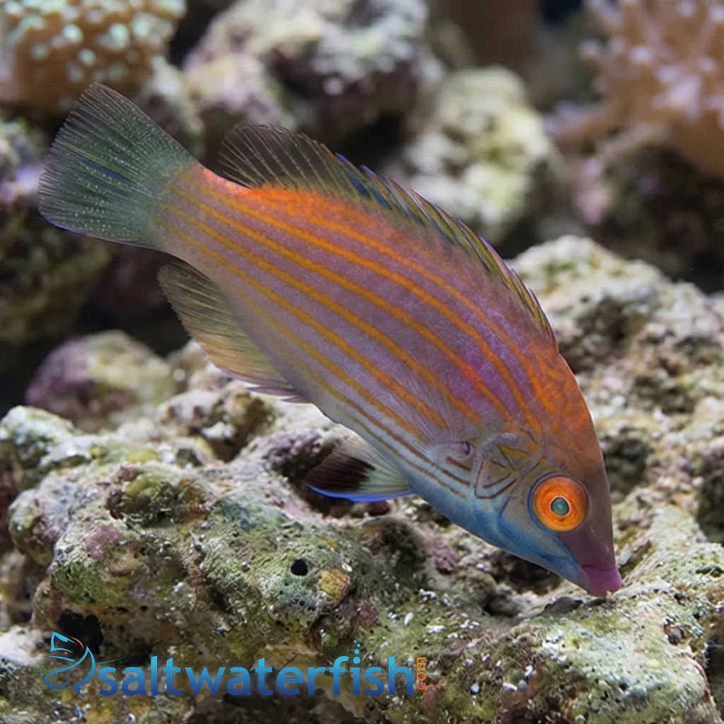 Pink Streaked Cryptic Wrassse - Wrasses Reef Safe - Saltwater Fish