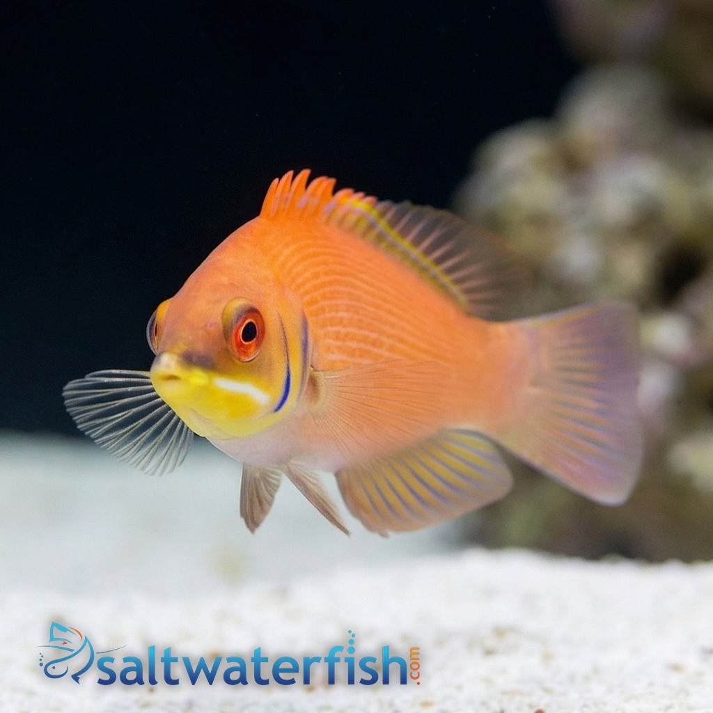 Scarlet Pin Stripe Wrasse