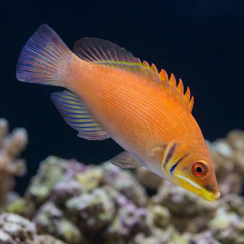 Scarlet Pin Stripe Wrasse - MAC Certified