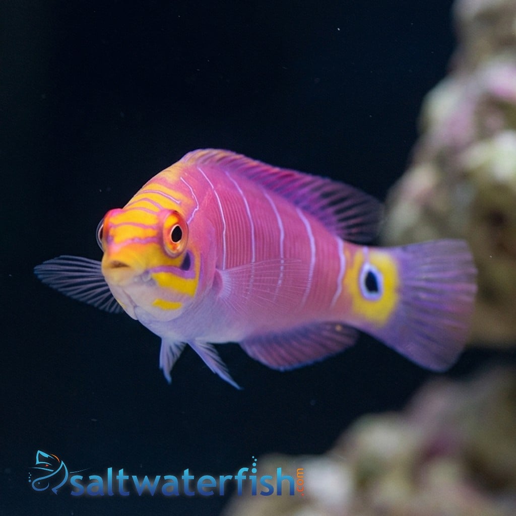 Mystery Wrasse - Marshall Islands