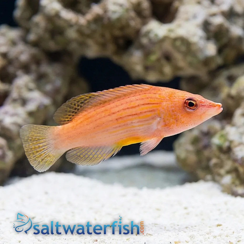 Eight Line Wrasse - Eastern Asia - Wrasses Reef Safe - Saltwater Fish