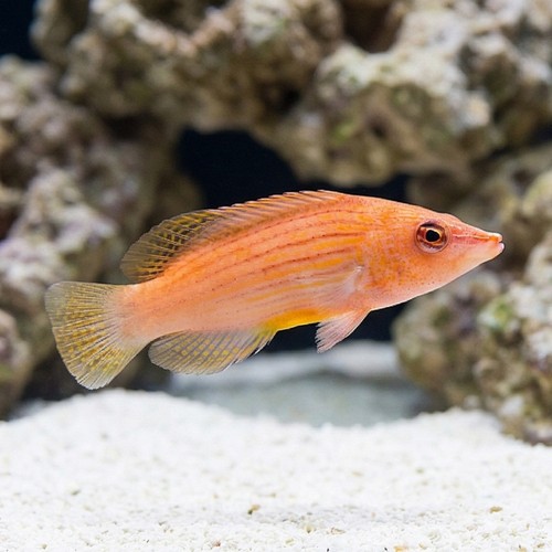 Eight Line Wrasse - Eastern Asia