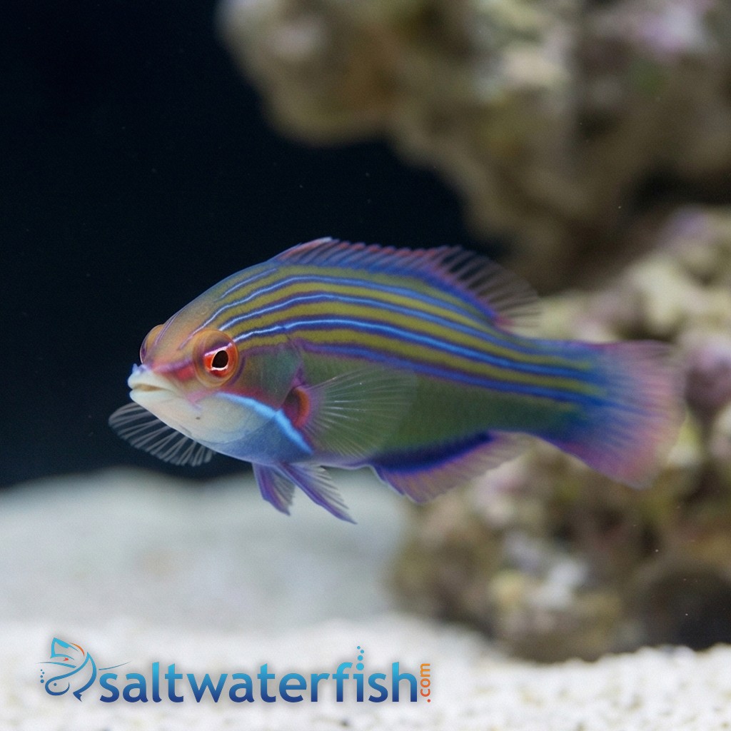 Fourline Wrasse