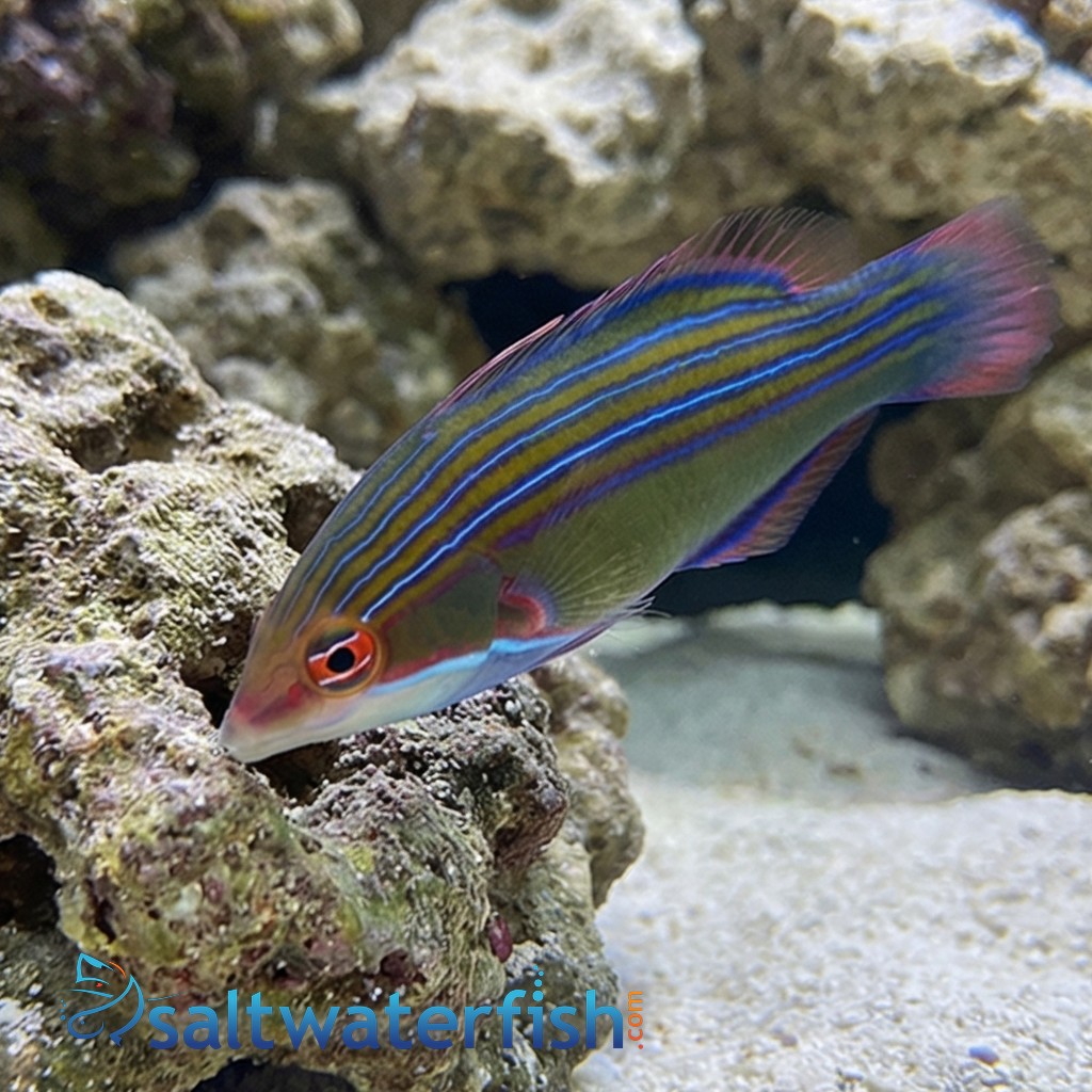 Fourline Wrasse