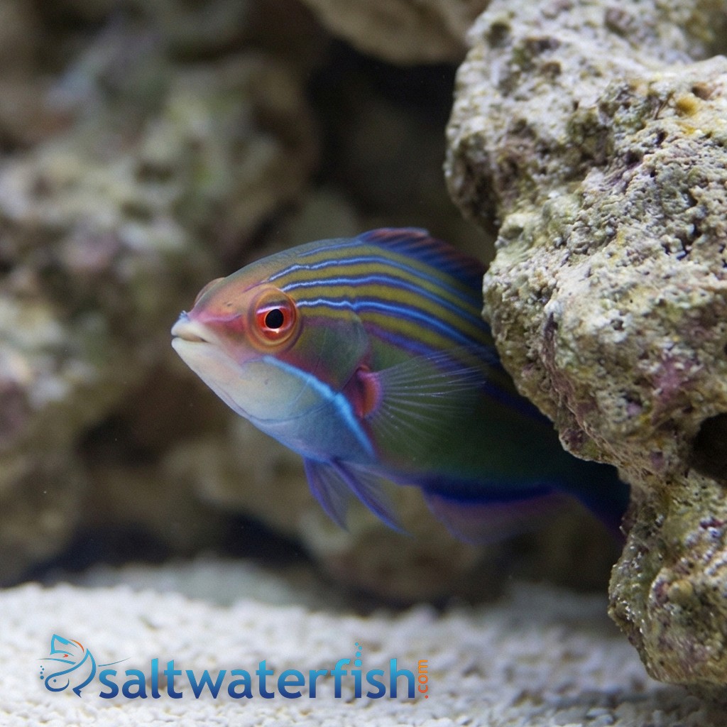 Fourline Wrasse