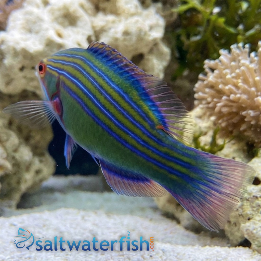 Fourline Wrasse