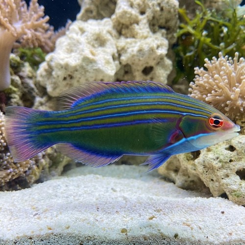 Fourline Wrasse