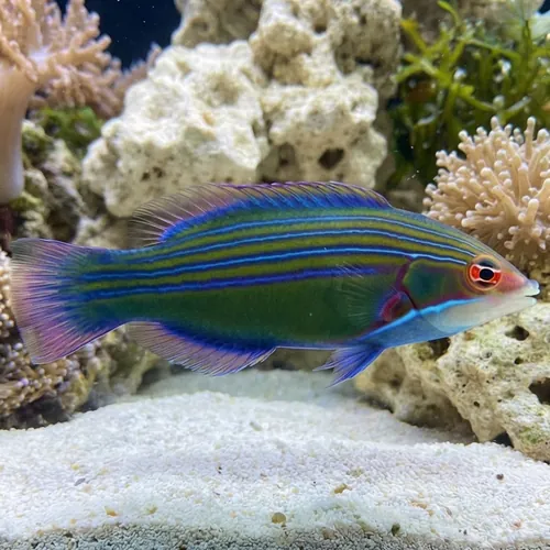 Fourline Wrasse