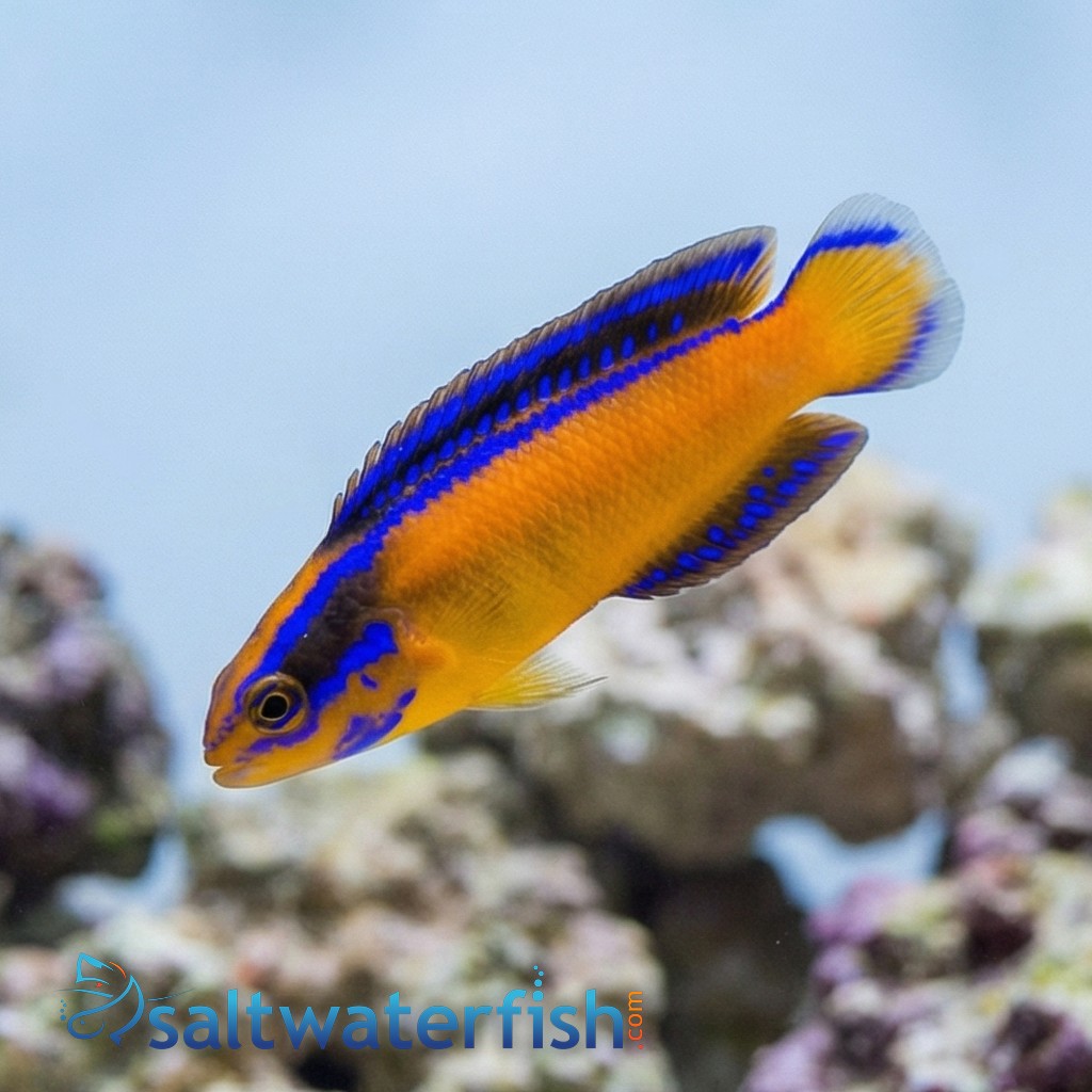 Neon Dottyback - Captive Bred