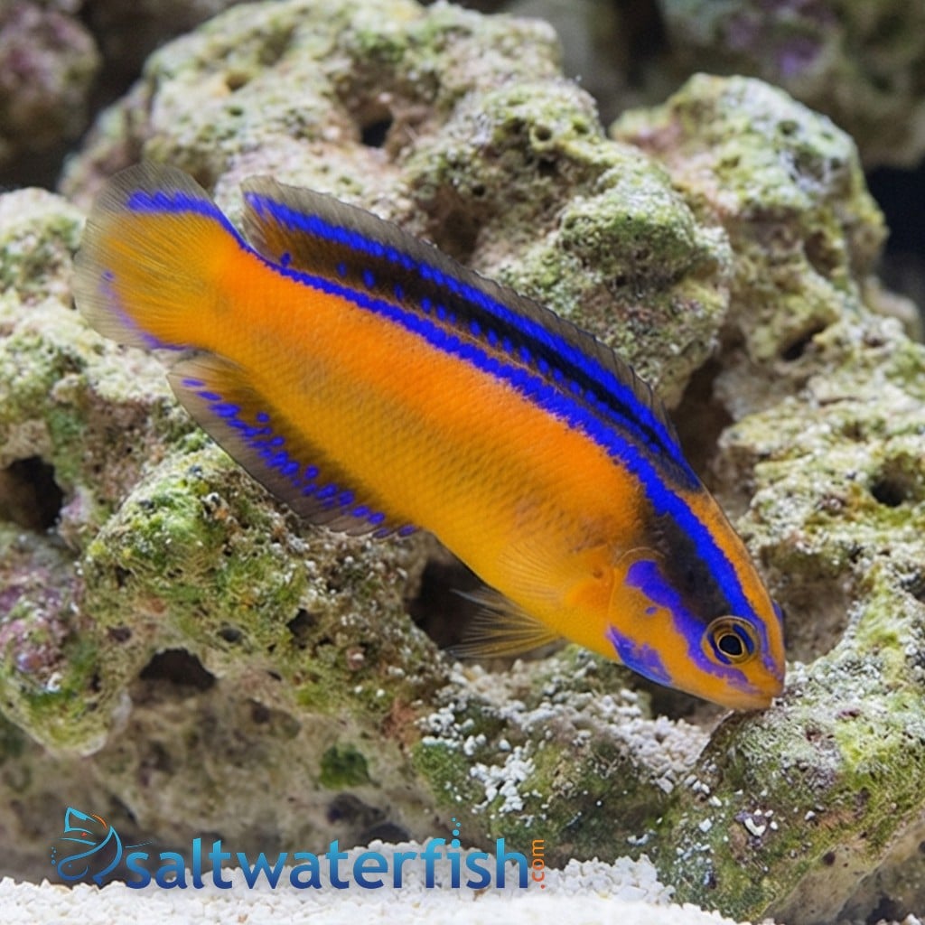 Neon Dottyback - Captive Bred