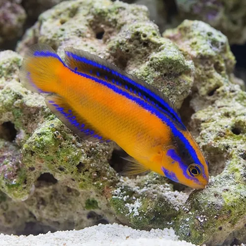 Neon Dottyback - Captive Bred
