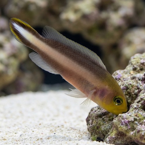 Double Striped Dottyback 