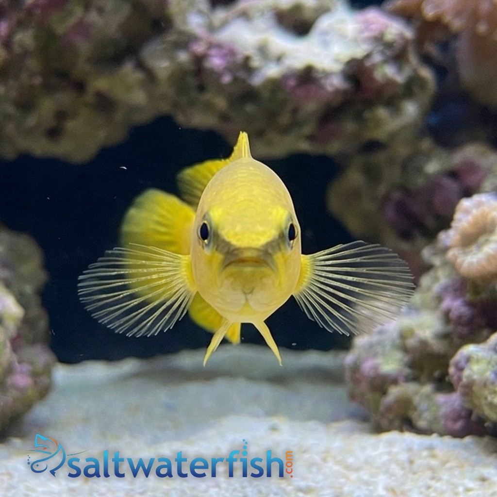Stripe-Tail Dottyback