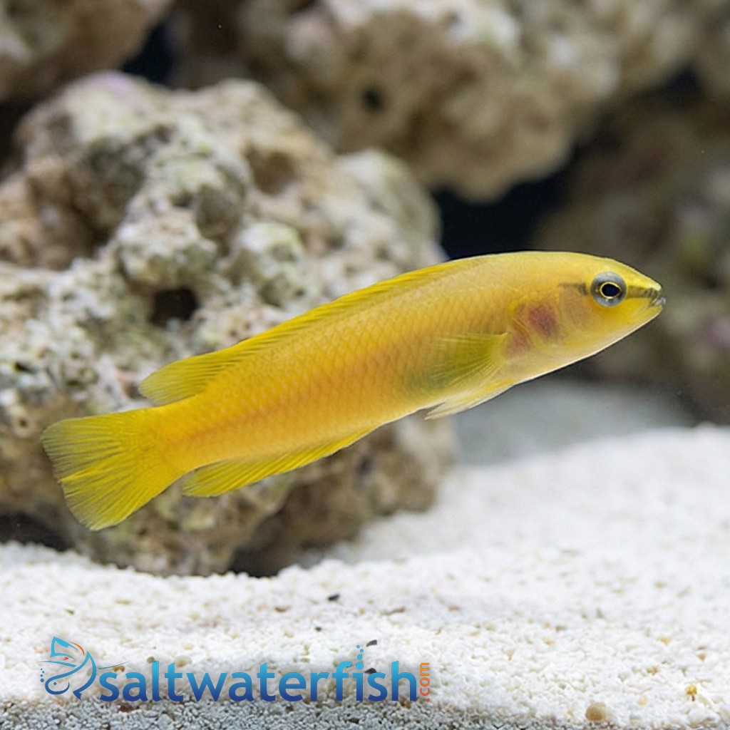 Stripe-Tail Dottyback