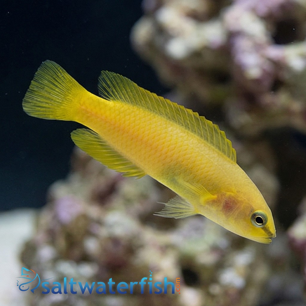 Stripe-Tail Dottyback
