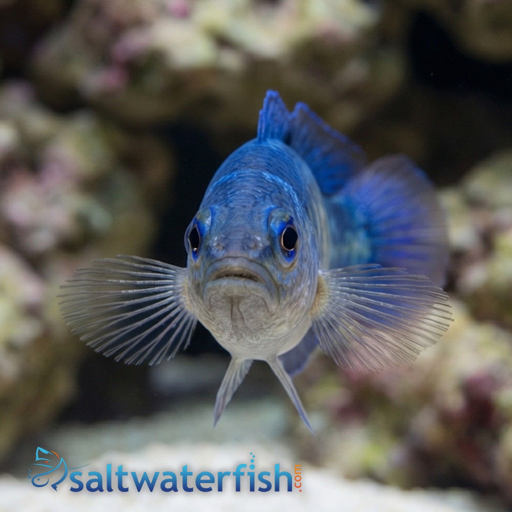 Yellow-Breasted Dottyback