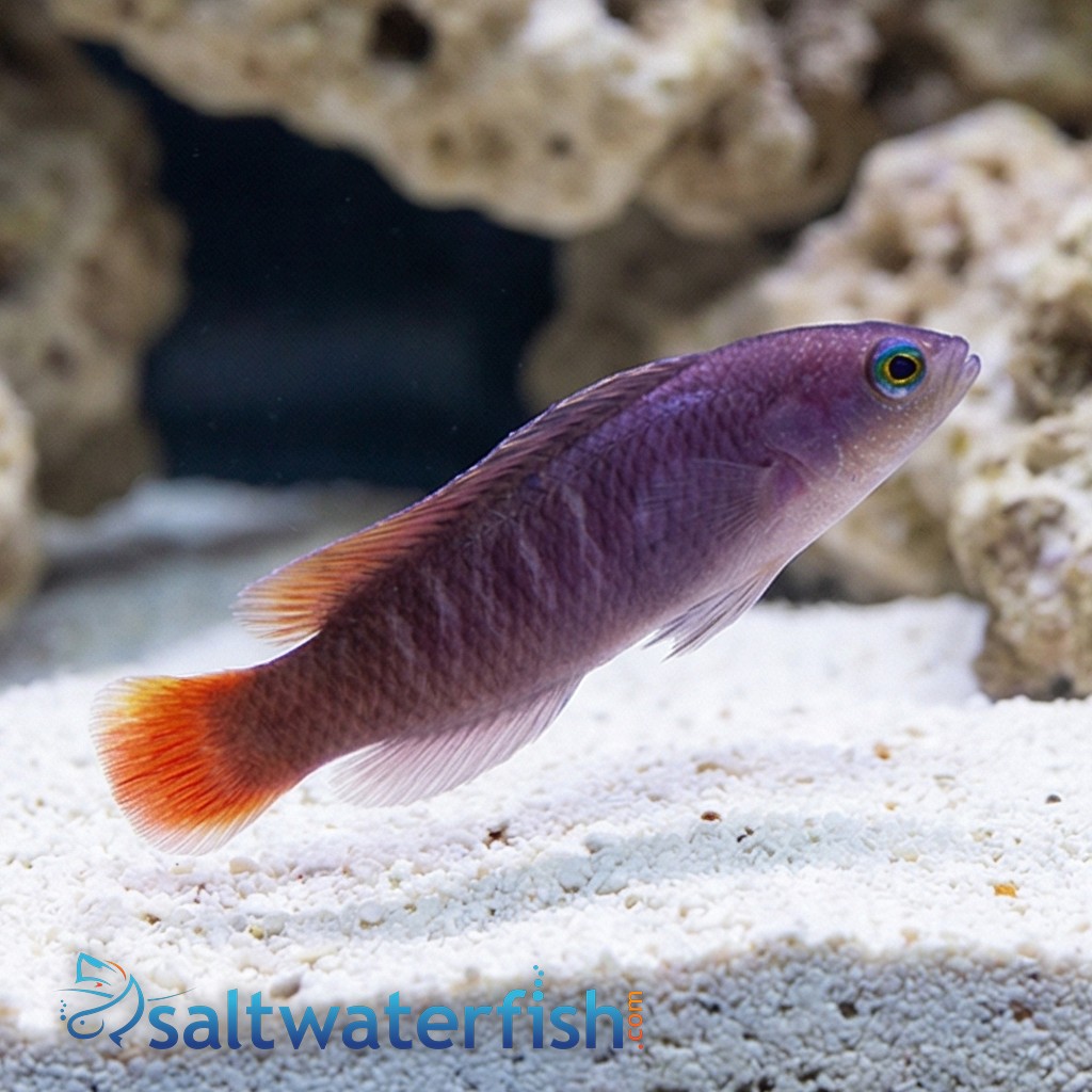 Yellow-Breasted Dottyback