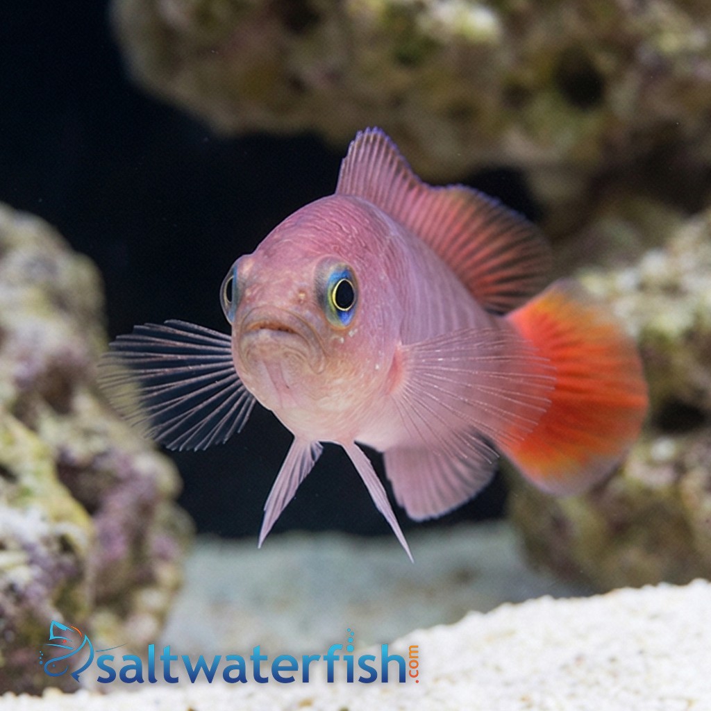 Yellow-Breasted Dottyback