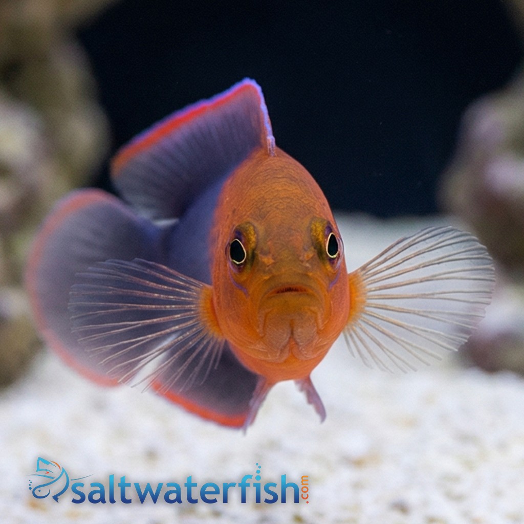 Dilectus Dottyback - South Asia