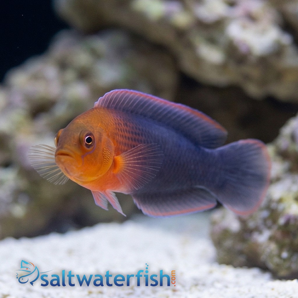 Dilectus Dottyback - South Asia