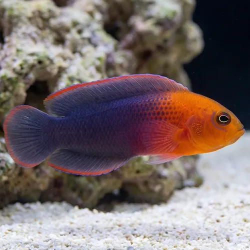 Dilectus Dottyback - South Asia