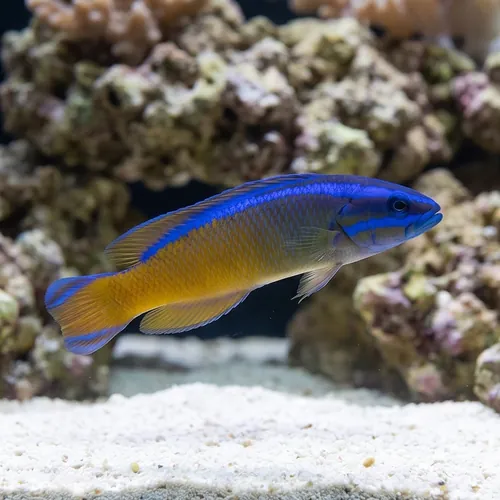 Dutoiti Neon Dottyback - Captive Bred - QM Labs