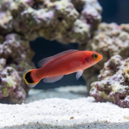 Red Head Pseudochromis