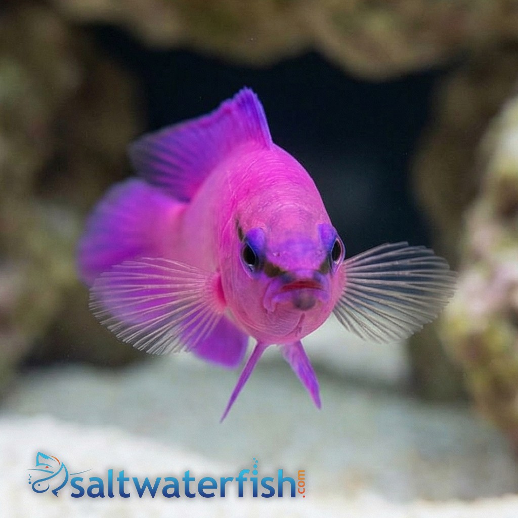 Orchid Dottyback Fridmani - Captive Bred