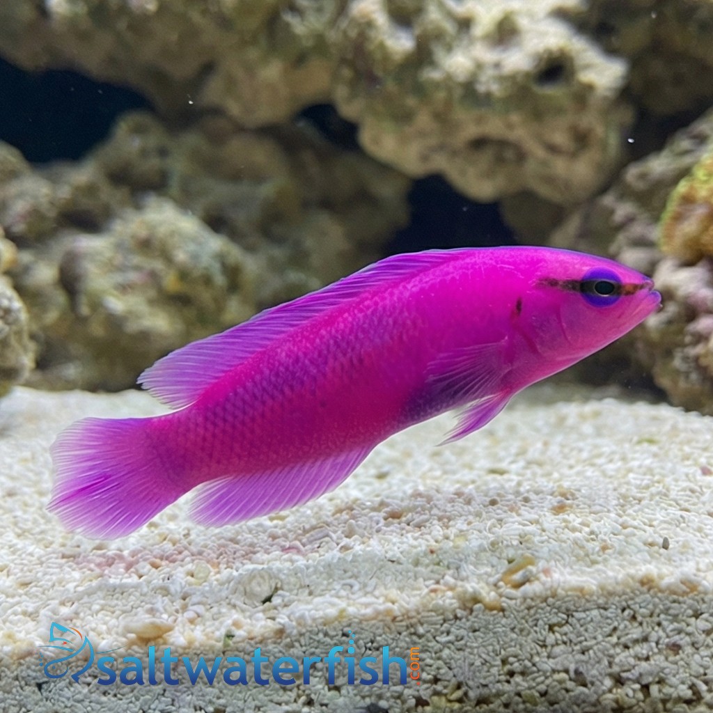 Orchid Dottyback Fridmani - Captive Bred