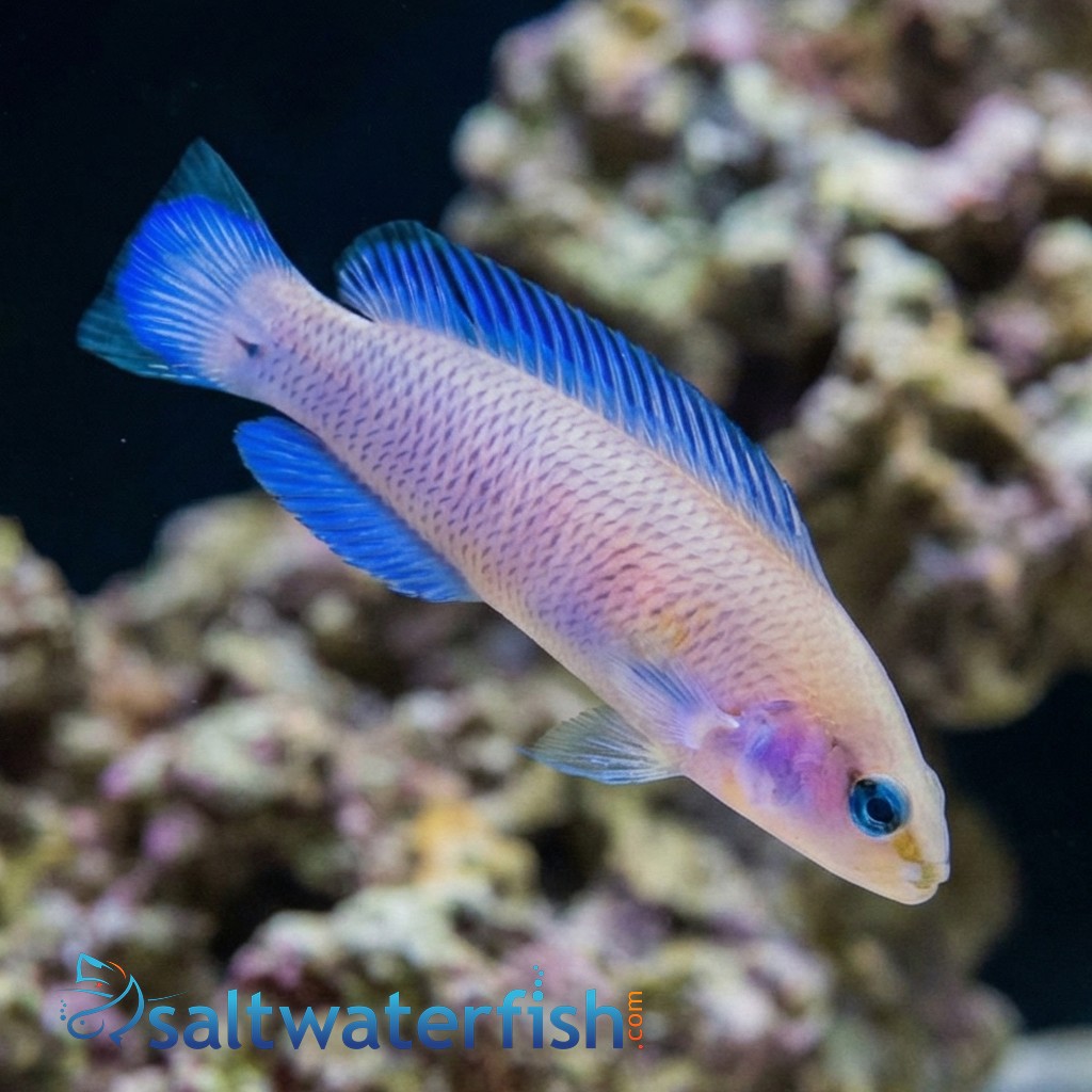 Orchid Dottyback Fridmani - Captive Bred