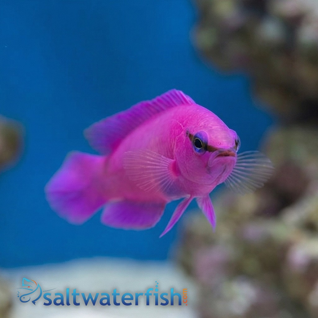 Orchid Dottyback Fridmani - Captive Bred