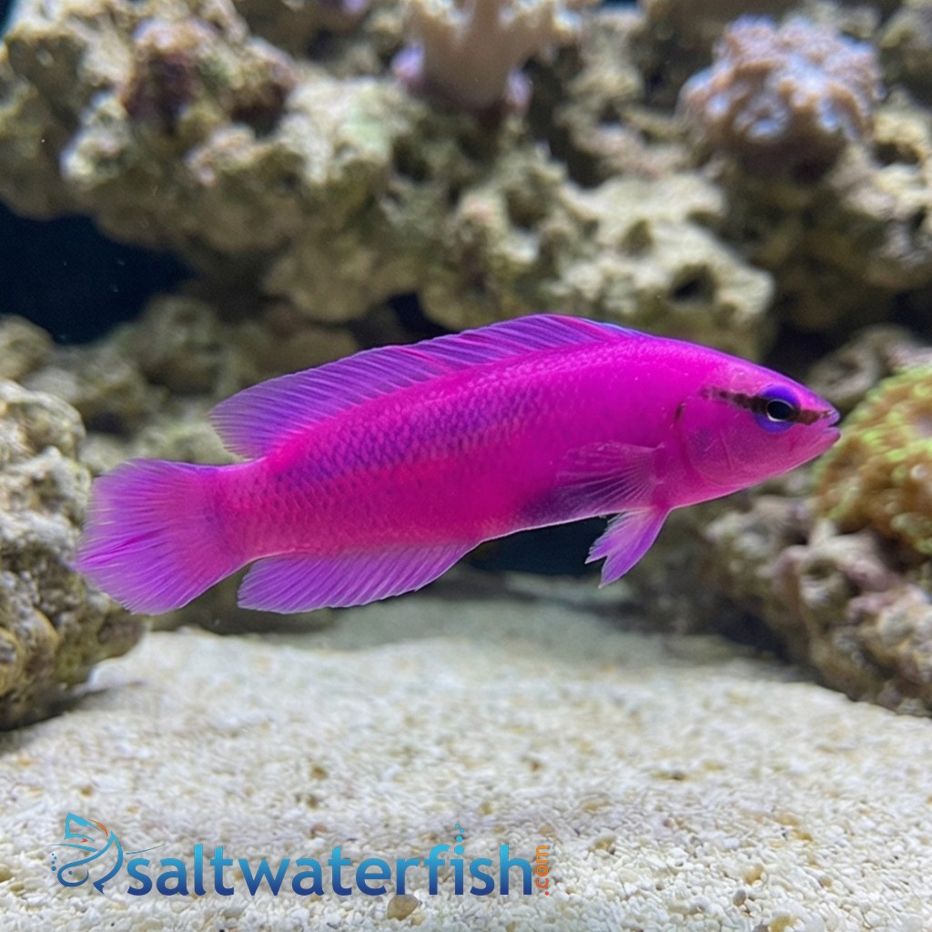 Orchid Dottyback Fridmani - Captive Bred