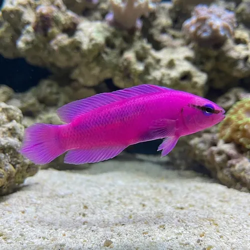 Orchid Dottyback Fridmani - Captive Bred