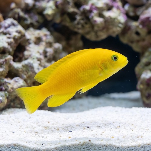 Dusky Dottyback