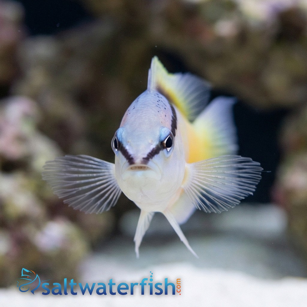 Asian Blackstripe Dottyback