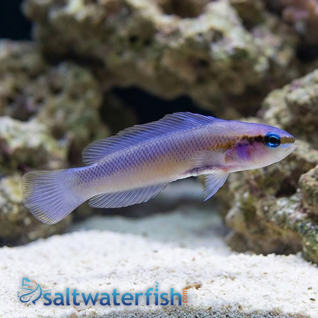 Indigo Dottyback - Captive Bred