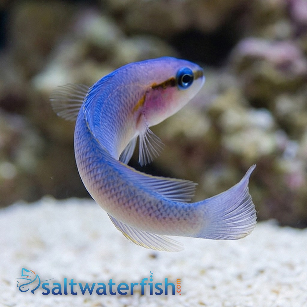 Indigo Dottyback - Captive Bred