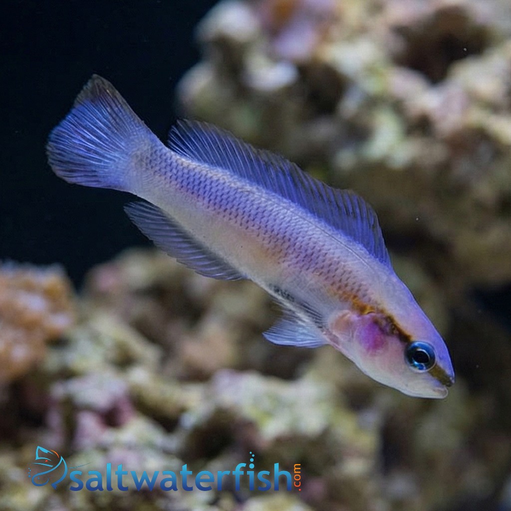 Indigo Dottyback - Captive Bred