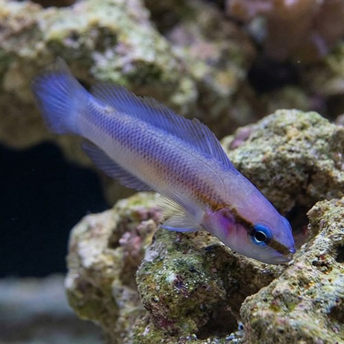 Indigo Dottyback - Captive Bred