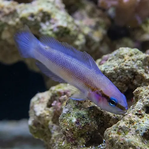 Indigo Dottyback - Captive Bred