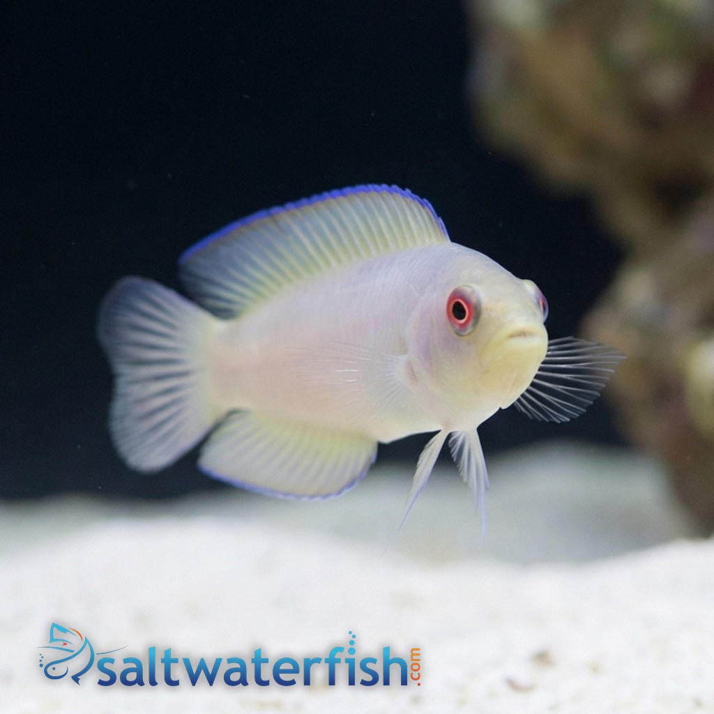 Green Serosa Dottyback