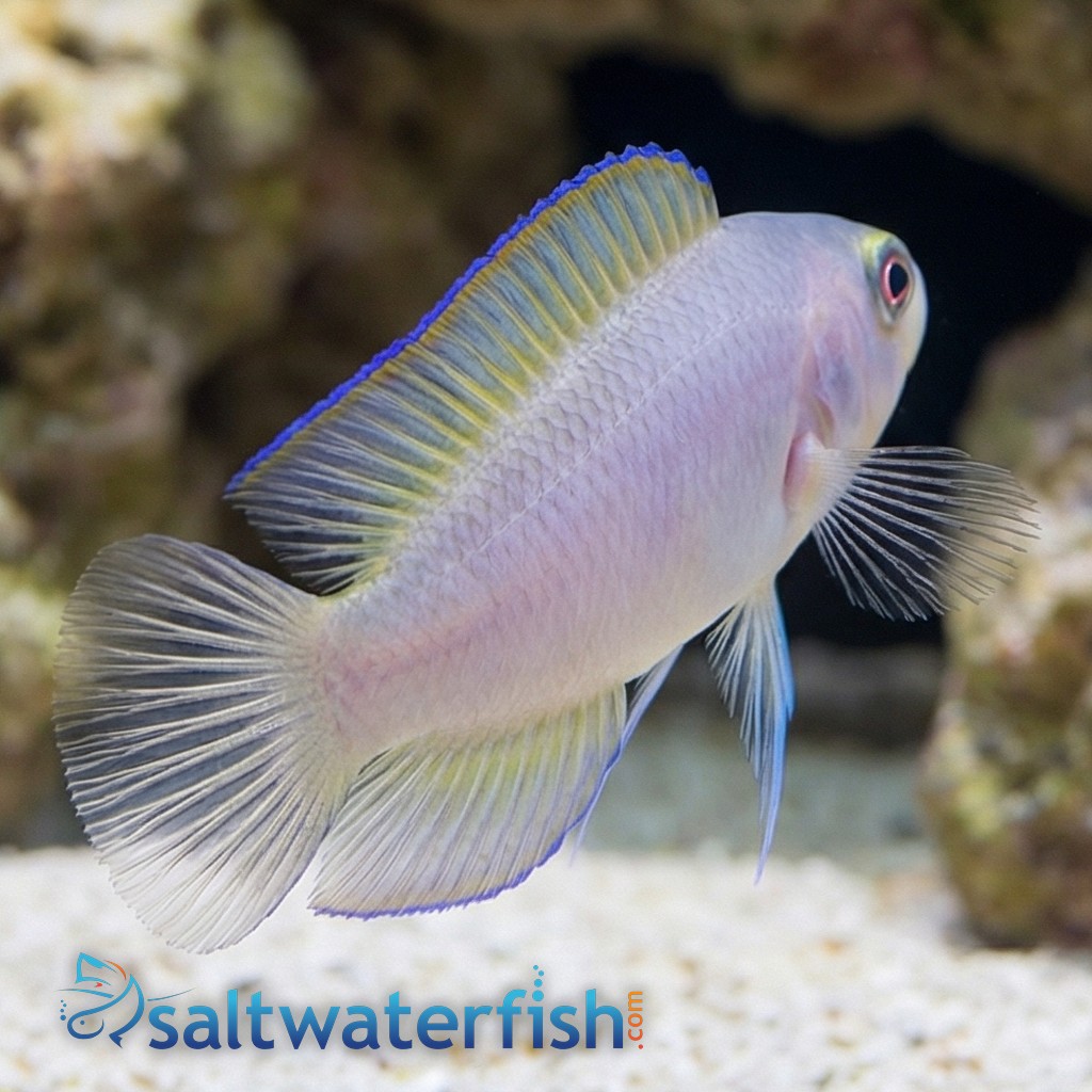 Green Serosa Dottyback