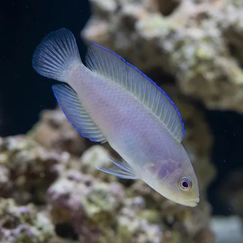 Green Serosa Dottyback