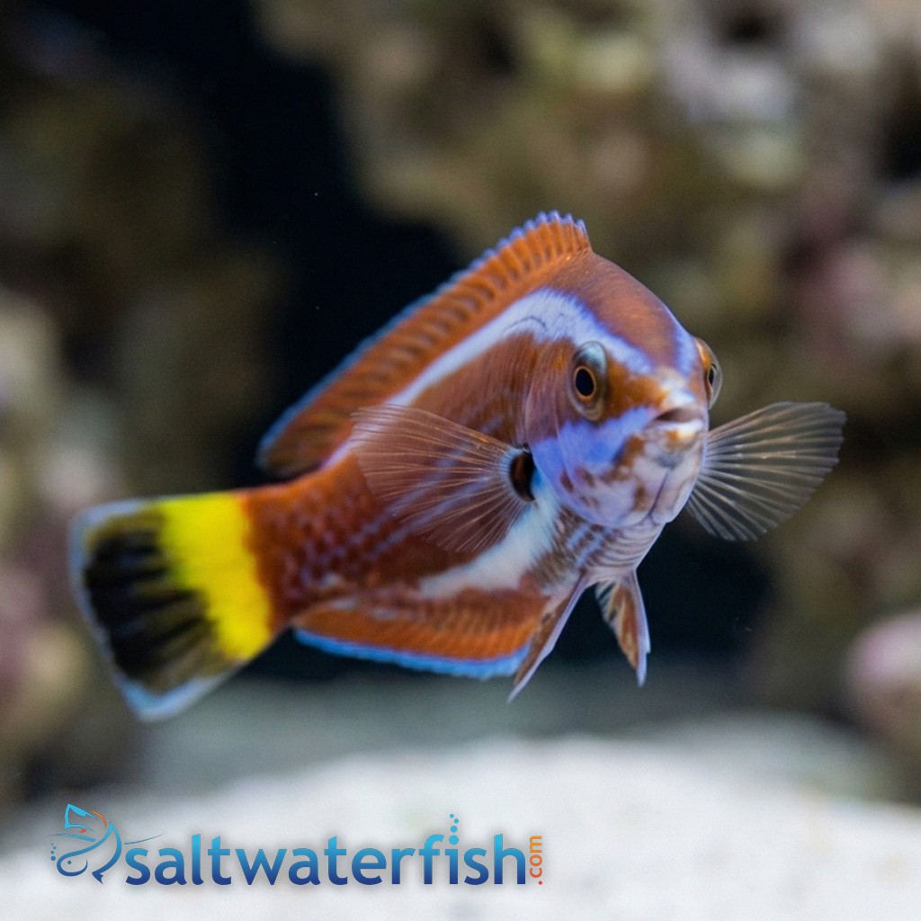 Chiseltooth Wrasse