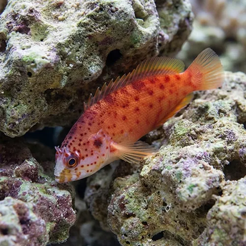 Lava Pseudogramma