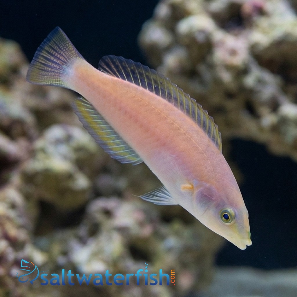 Small Tail Pencil Wrasse