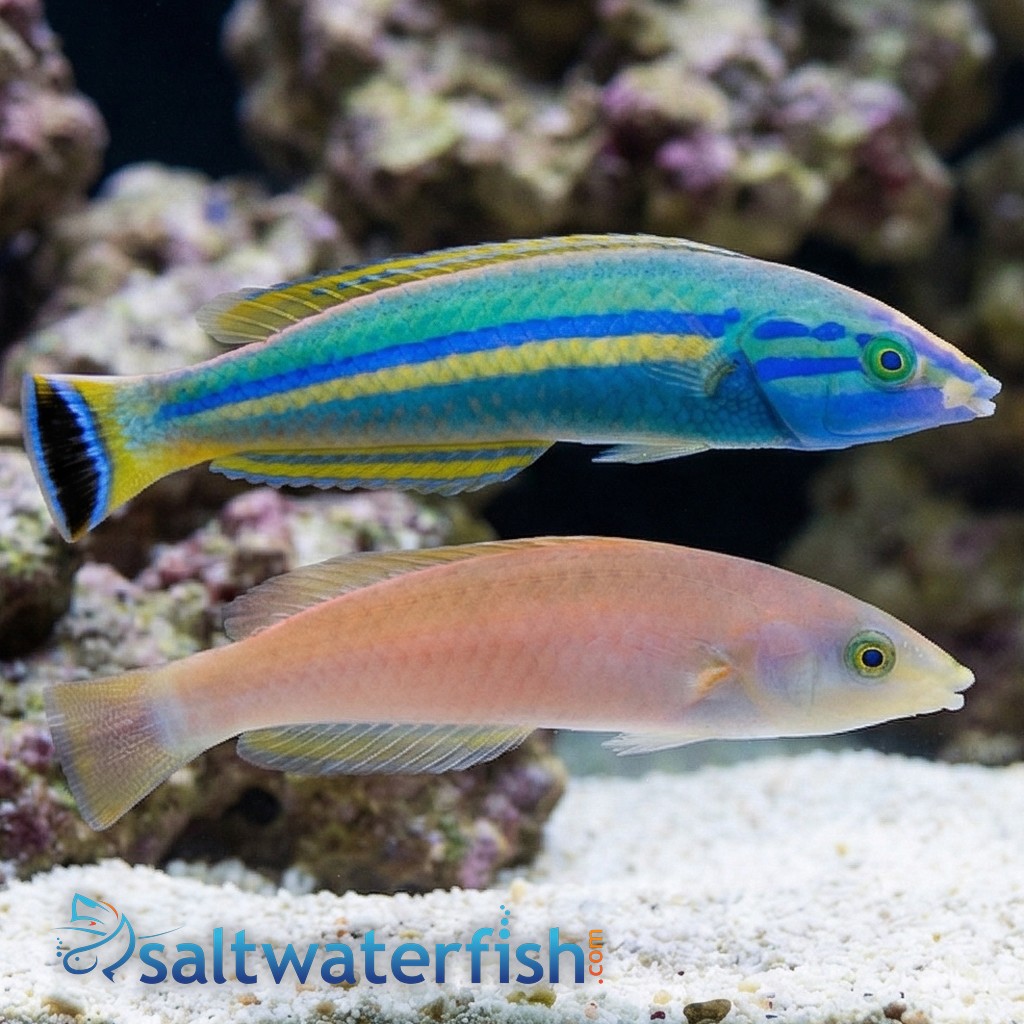 Small Tail Pencil Wrasse